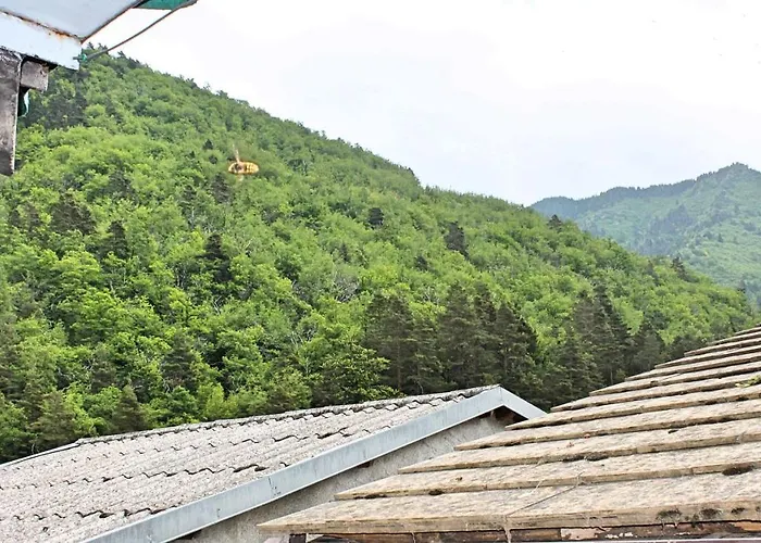 Carmeli - Primula Triora